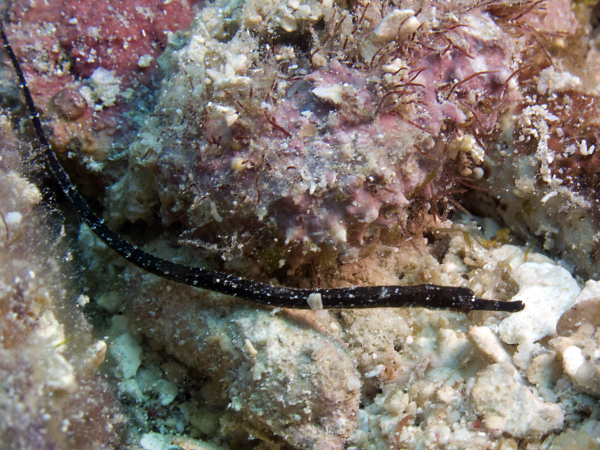 Opposum pipefish
